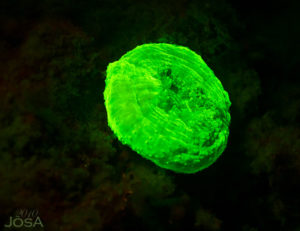 night diving fluorescence. scuba dive with Barbados Blue 