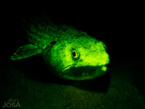 UV night diving with Barbados Blue water Sports at the Hilton