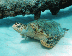 juvenile Hawksbill turtle