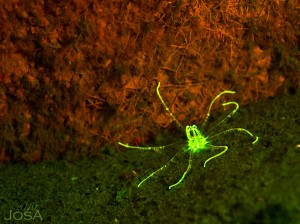 Barbados Blue night diving with UV fluorescence 
