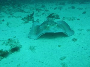 Southern Stringray swimming in Carlisle Bay Marine park