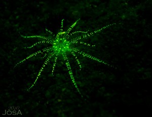 scuba diving barbados blue UV night diving