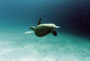 Carlisle Bay Marine Park Hawksbill