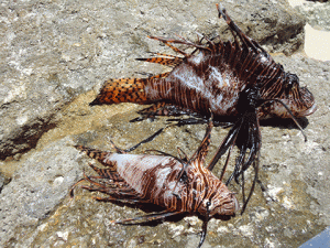 2 recent Lionfish kills for Barbados Blue