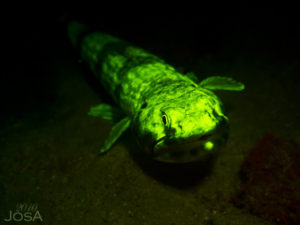 scuba diving UV night dives Barbados Blue