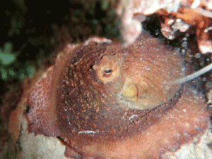 Carlisle Bay Marine Park Octopus