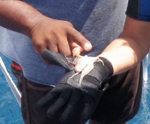 Baby Octopus in Carlisle Bay who came up with the clean-up