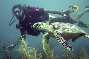 Andre swimming with Hawksbill turtle
