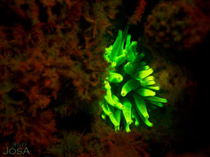 Barbados BLue Water Sports at the Hilton UV night diving 