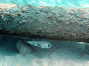 Snorkeling off Barbados Blue's dive shop juvenile Porcupine Fish