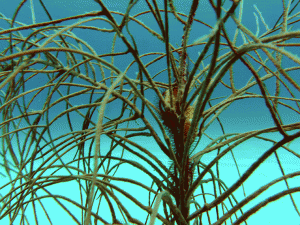 Snorkeling in Barbados at the Hilton with Barbados Blue Soft coral and Flamingo Tongues