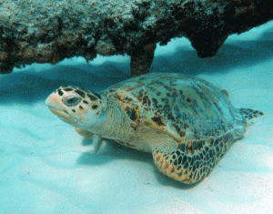 Snorkeling with a juvenile Hawksbill turtle juvenile Hawksbill turtle