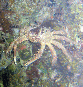 Spider Crab