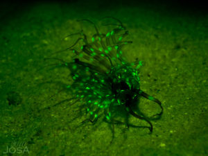 UV night diving in Barbados Blue 