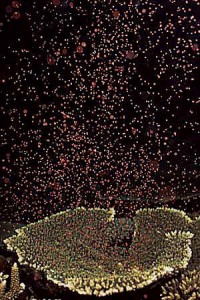 Acroporid spawning Acroporid spawning