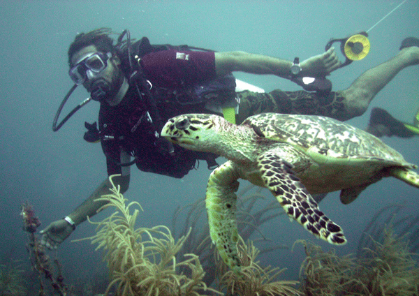 Andre getting directions from a Hawksbill turtle