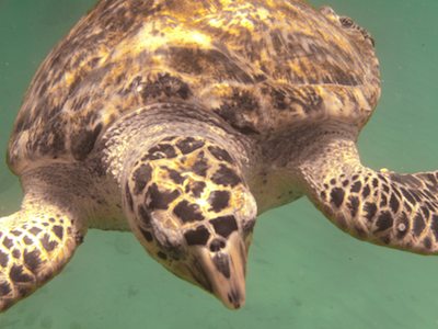 Hawksbill turtle Hawksbill turtle
