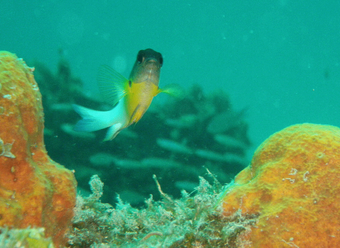Bicolour Damselfish Bicolour Damselfish