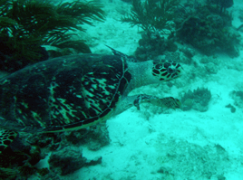 Christopher Hamilton Photo Specialty Hawksbill Turtle