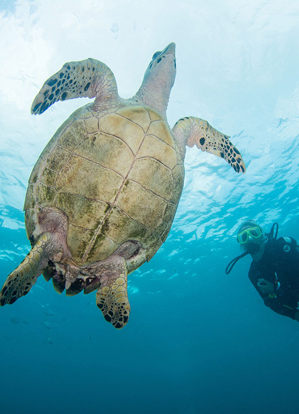 PADI Training