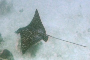 Spotted Eagle Ray off the south coast of Barbados