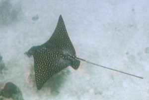 Spotted Eagle Ray Spotted Eagle Ray off the south coast of Barbados