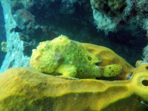 Longlure Frogfish