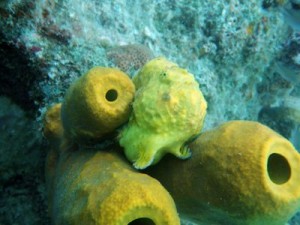 Longlure Frogfish