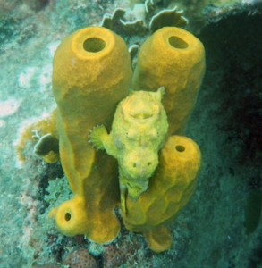 Longlure Frogfish