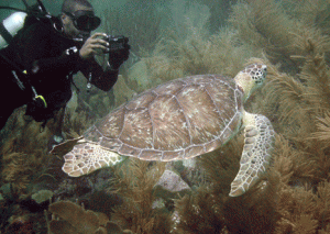 Green Turtle on Turtle Reef a.k.a. The Boot. Taken Geoff Goddard