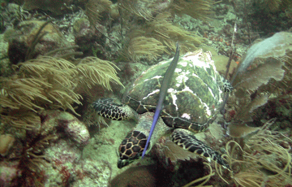Hawksbill Turtle being shadowed by a Trumpet fish