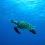 Hawksbill turtle cruising to the surface for a breath