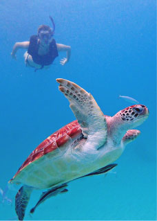 Snorkeling