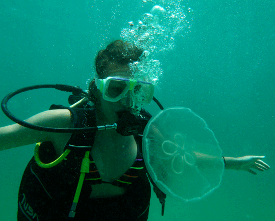 Journeys Thru Paradise Moon jellyfish following the rich green water from south america. Just passing through