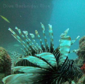 lionfish-brianna-wm