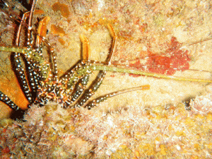 Spiny Lobster Spiny Lobster in the Eillion