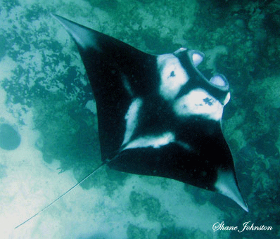 Manta Ray Lobster Reef, south coast Barbados