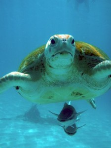 Green Turtles and remoras