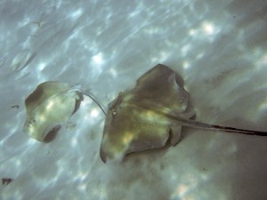 Southern Sting Rays