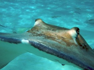 Southern Sting Ray