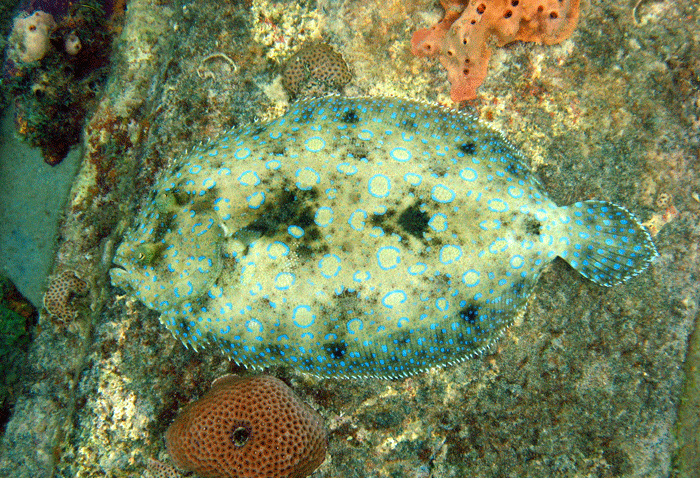 peacock flounder