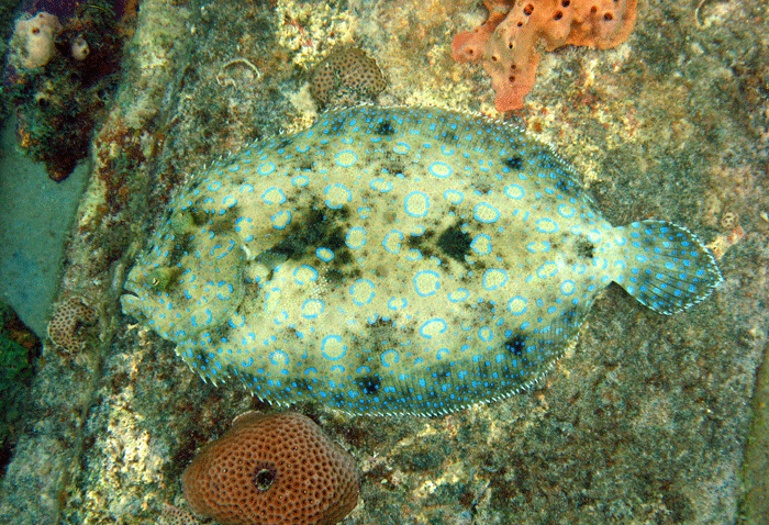 peacock flounder peacock flounder