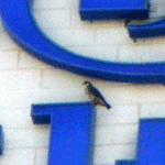 Peregrine Falcon