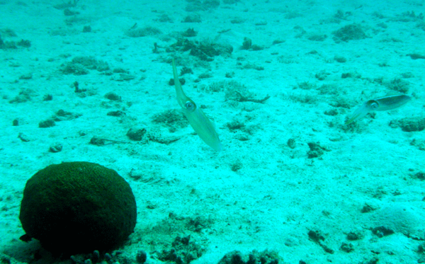 Reef Squid beside the WWI shipwreck the 'Berwyn'