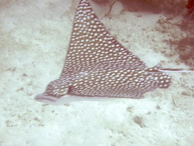 Although not a great shot this picture shows well the head shape of an Eagle Ray for those of us that get them confused with the manta or southern sting ray. Distinctive forehead and beak