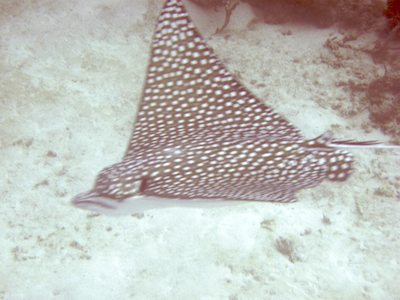 Eagle Ray Barbados Although not a great shot this picture shows well the head shape of an Eagle Ray for those of us that get them confused with the manta or southern sting ray. Distinctive forehead and beak