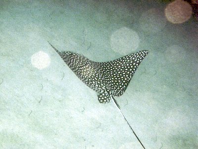 Spotted Eagle Ray on the south coast