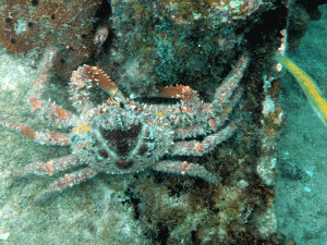 Scuba Diving in Carlisle Bay Marine Park Barbados Spider Crab