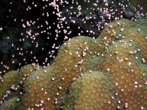 Star coral spawning