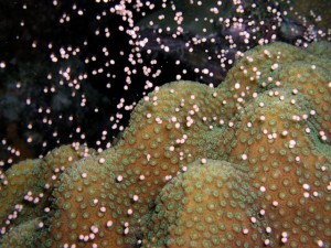 star coral spawning Star coral spawning
